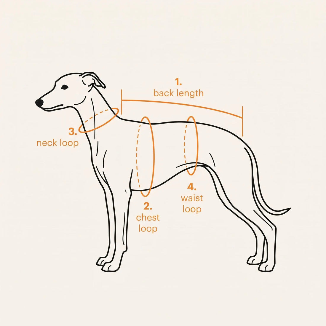 How to measure your Whippet for the perfect Onsie
