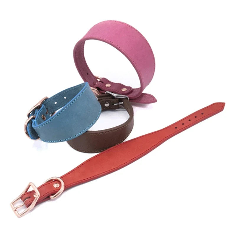 Leashes, collars & Harnesses