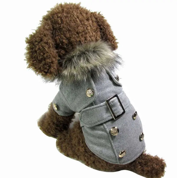 Small dog wearing warm cotton coat dog clothes outdoors