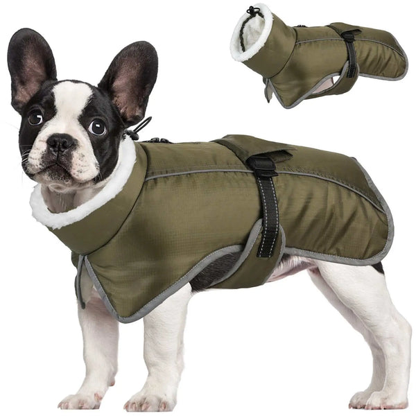 Small dog wearing cozy pet clothing dog clothes outdoors