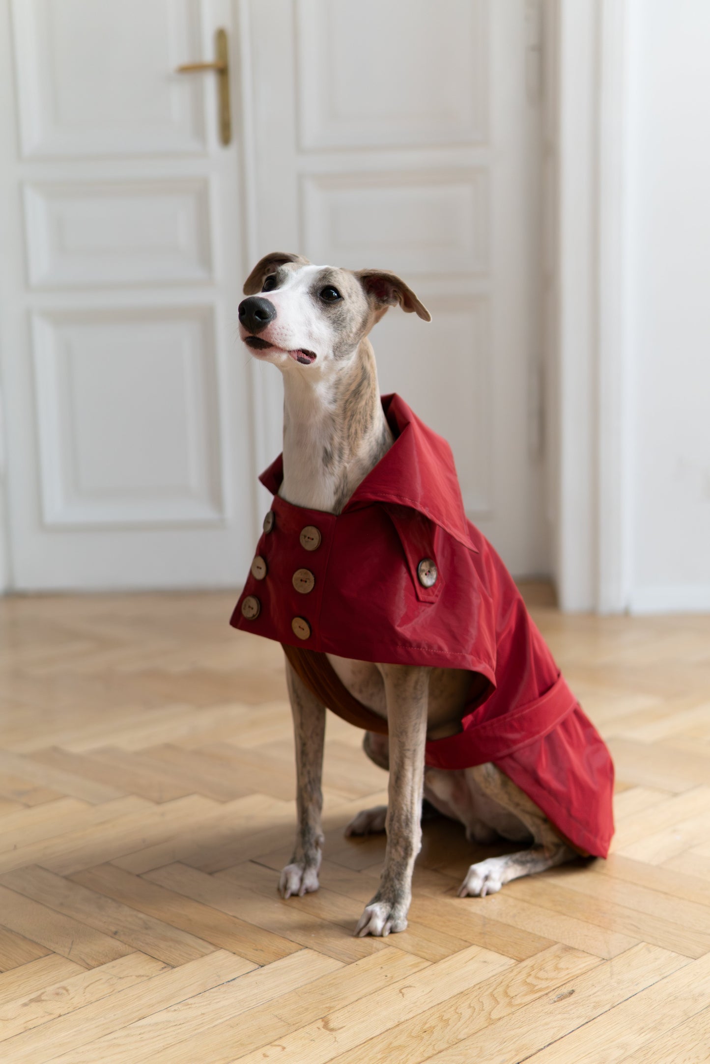 Water-repellent Dog Trench Coat - Burgundy Red-2