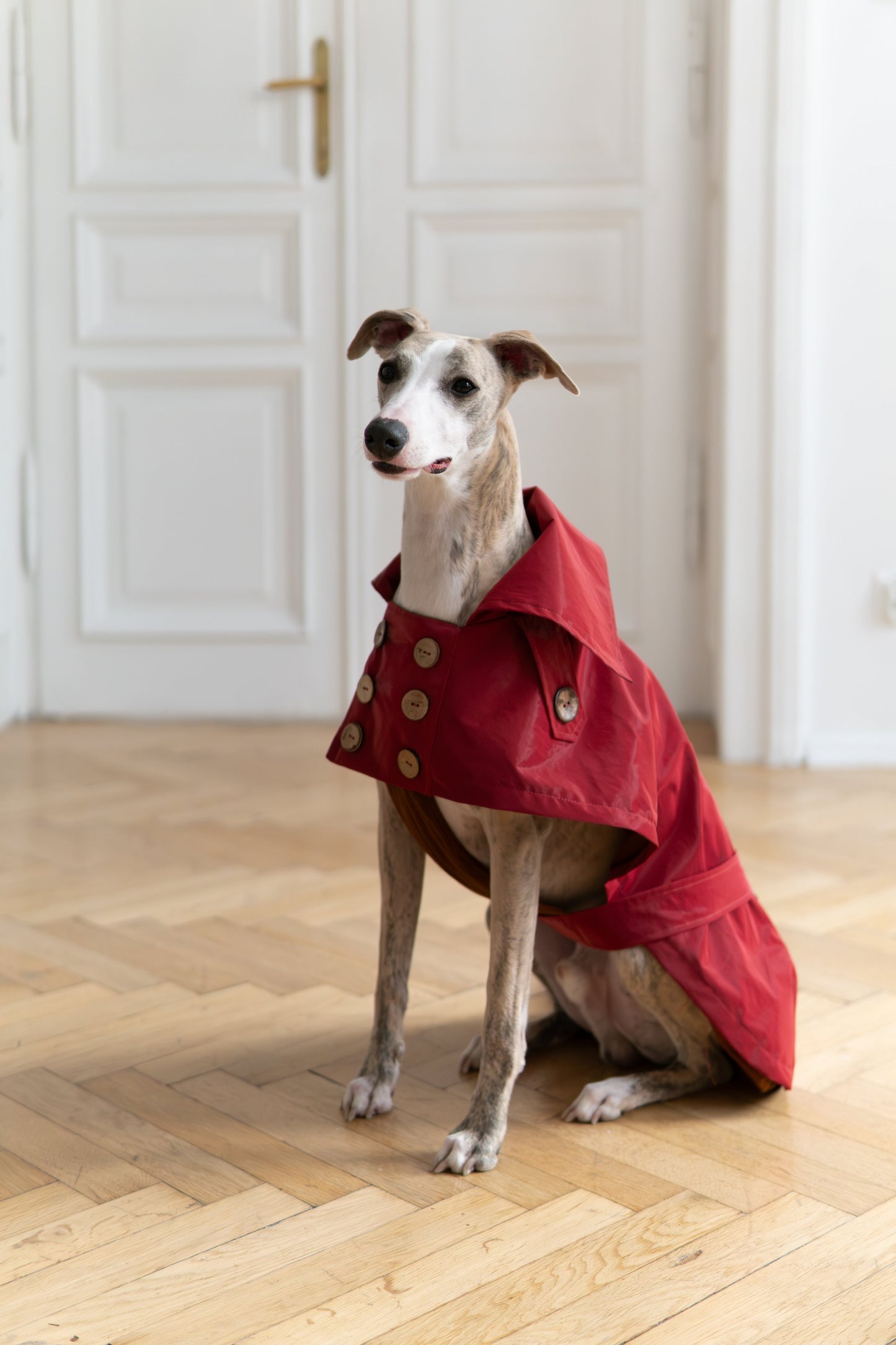 Water-repellent Dog Trench Coat - Burgundy Red-0