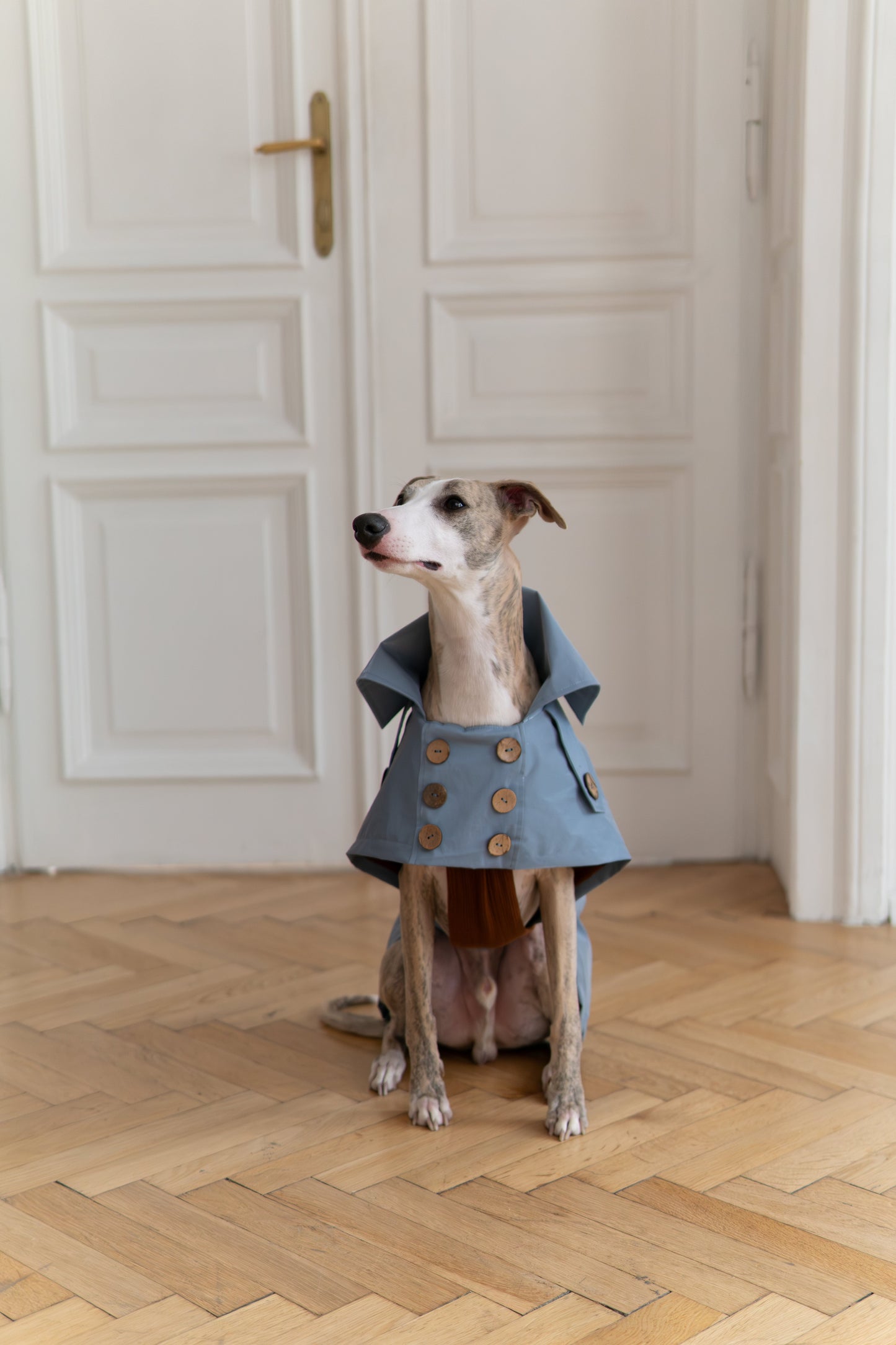 Water-repellent Dog Trench Coat - Light Blue-0
