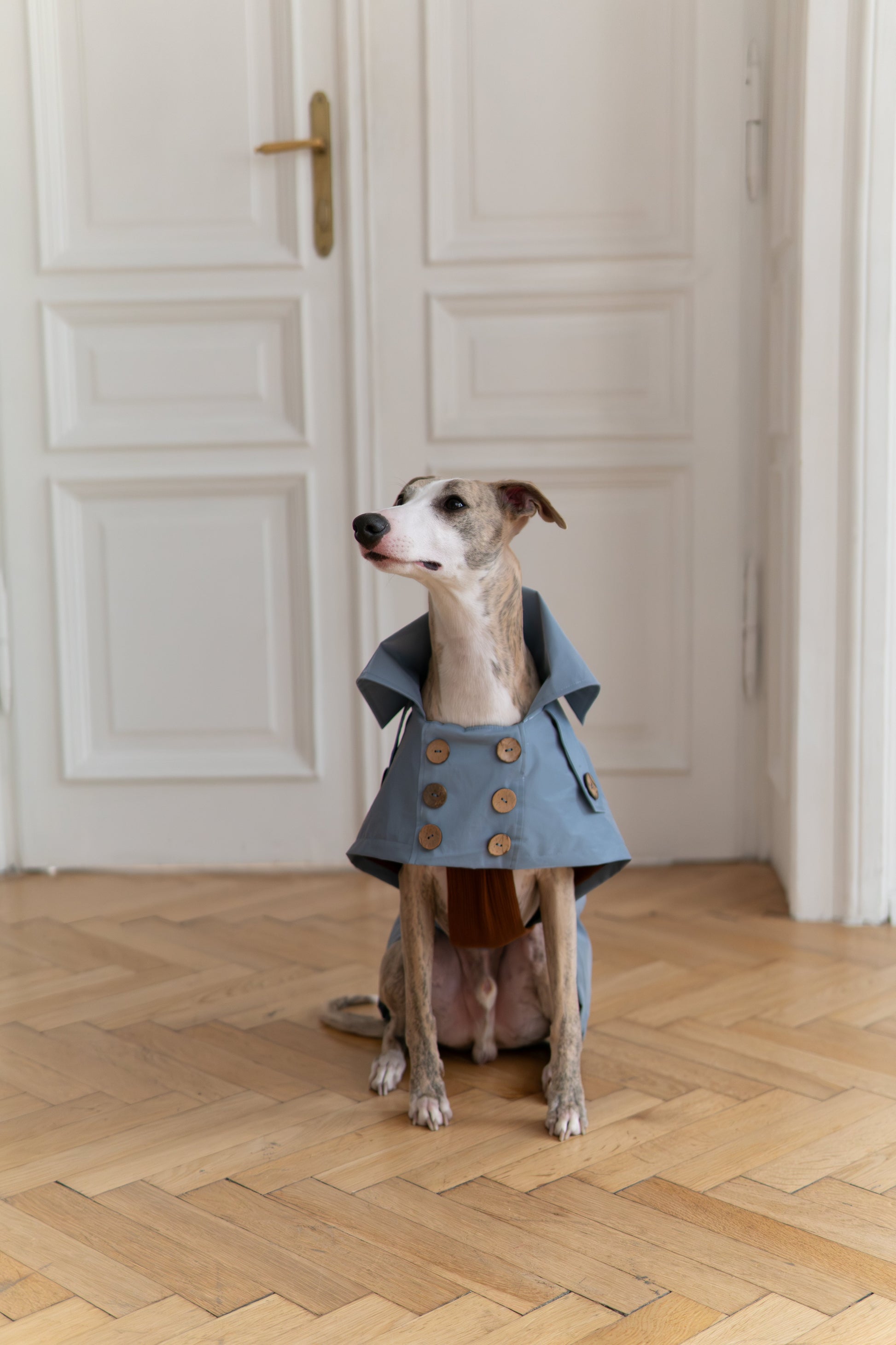 Water-repellent Dog Trench Coat - Light Blue-0