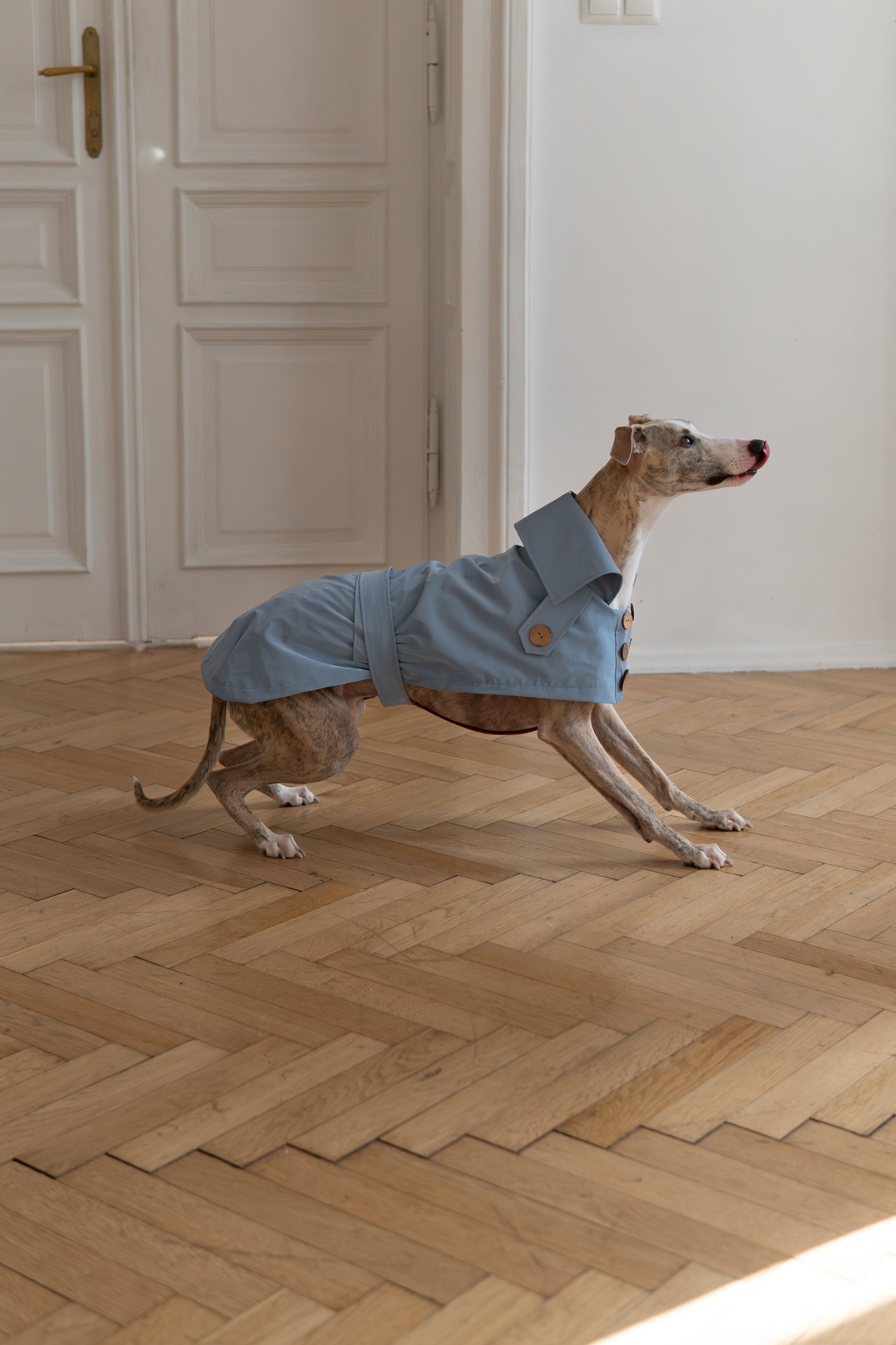 Water-repellent Dog Trench Coat - Light Blue-4