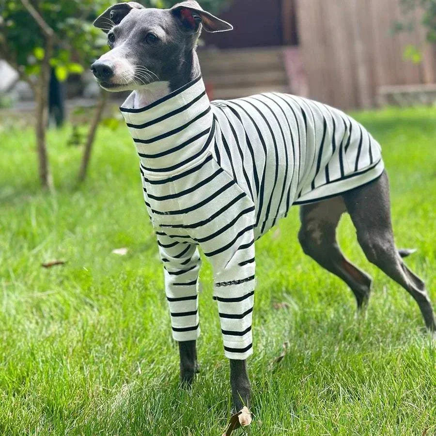 Dog Clothing Italian Greyhound – Stylish Red Jacket