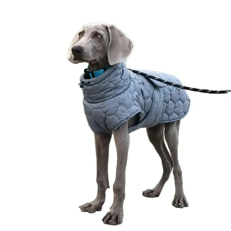 Greyhound wearing grey pet dog down jacket for cold weather outdoors