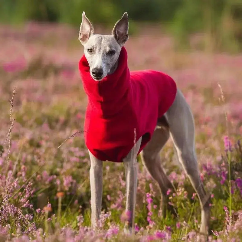 Whippet wearing winter fleece dog vest for cold weather protection